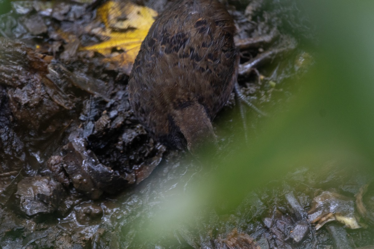 křepel bělohrdlý - ML627942426
