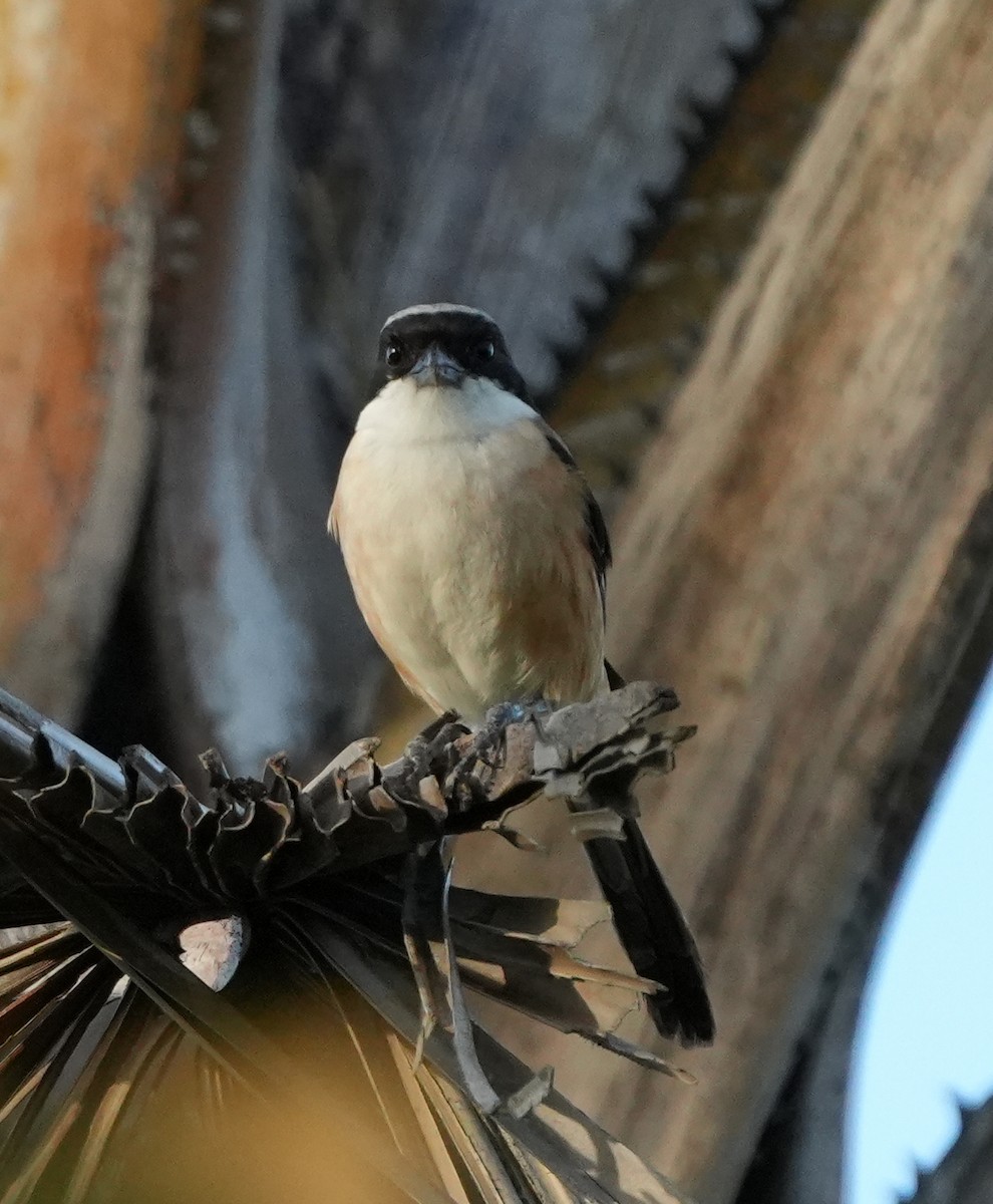 Long-tailed Shrike - ML627942474