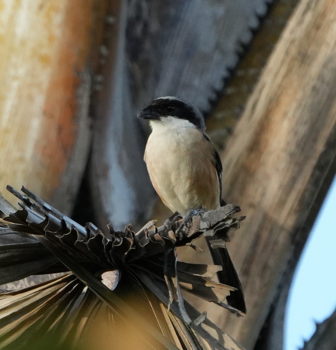 Long-tailed Shrike - ML627942475