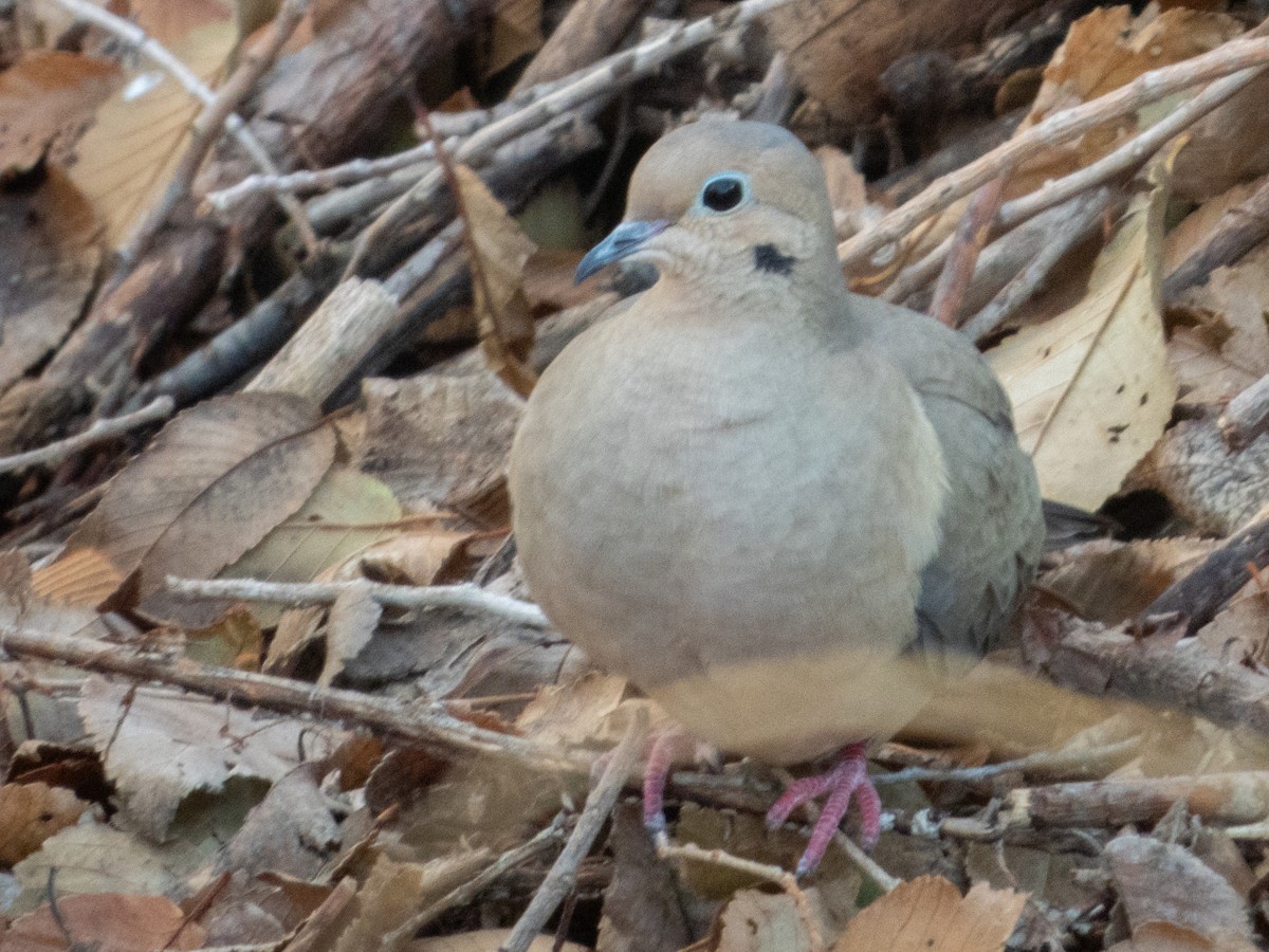 Mourning Dove - ML627942487