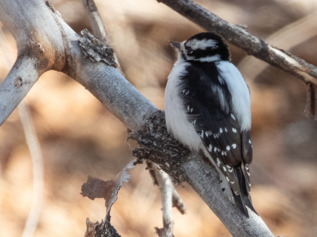 Downy Woodpecker - ML627942496