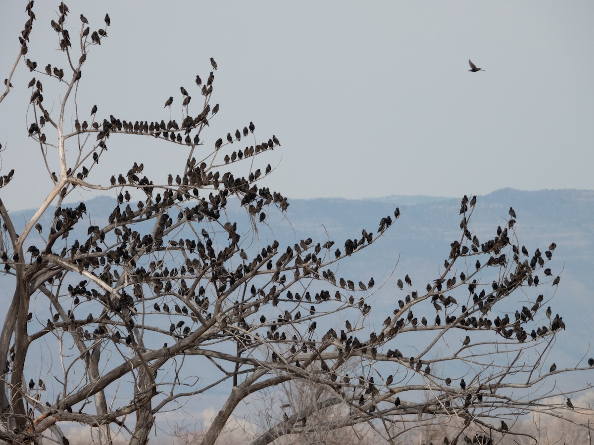 European Starling - ML627942506