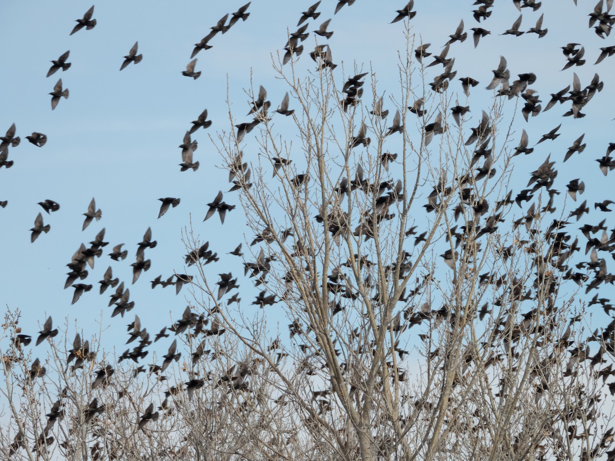 European Starling - ML627942507