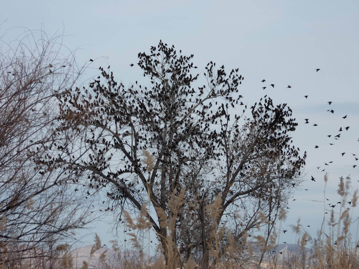 European Starling - ML627942508