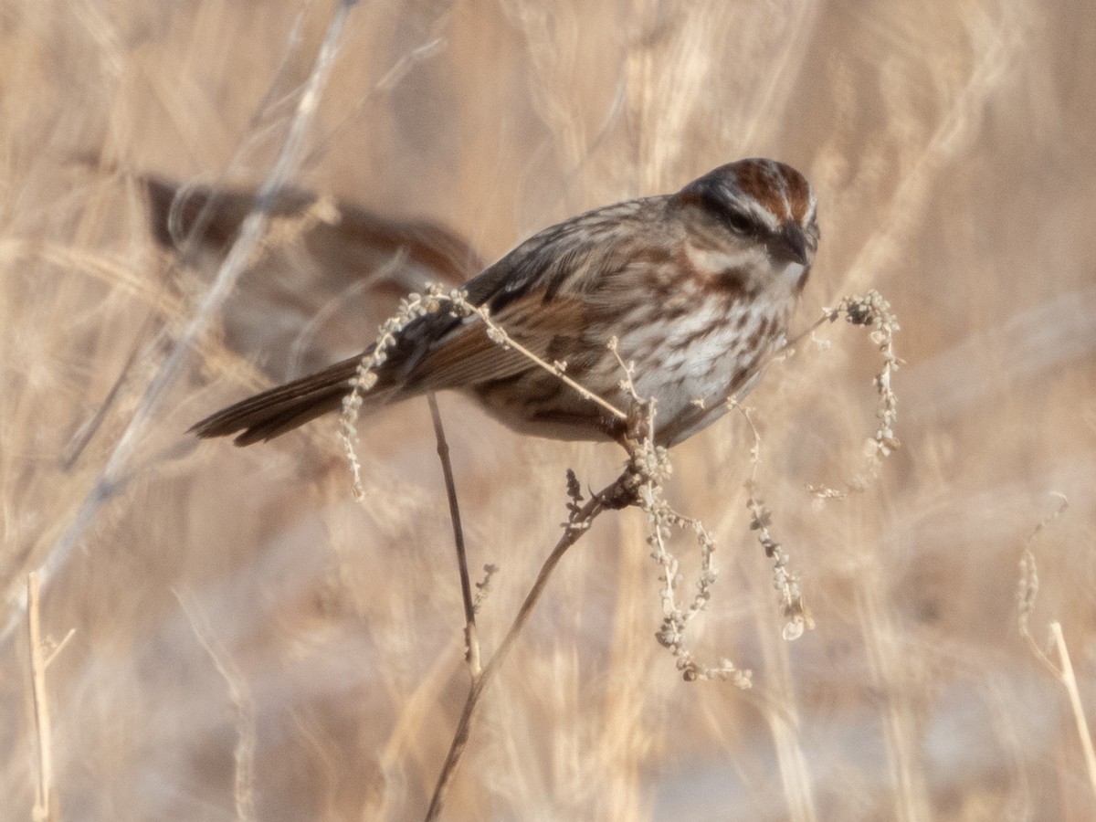 Song Sparrow - ML627942528