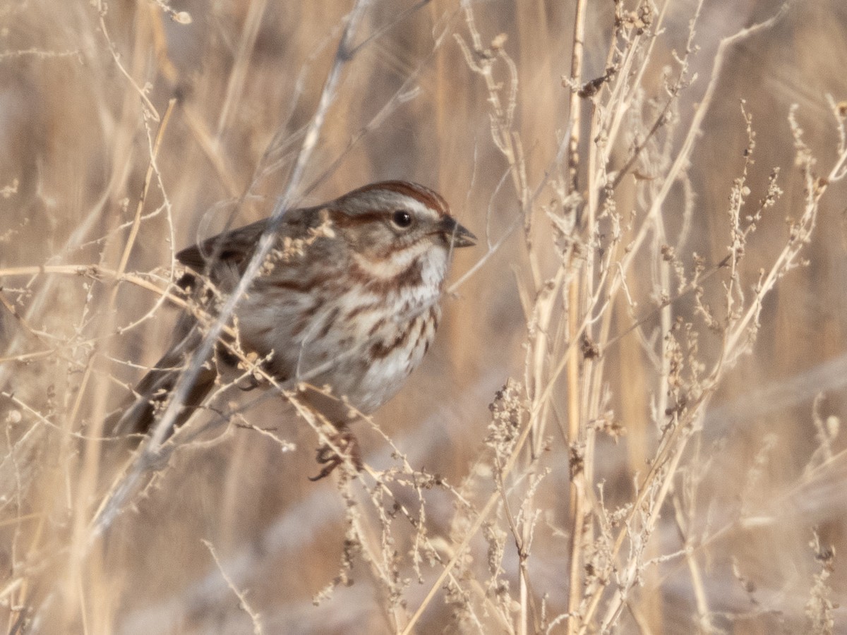 Song Sparrow - ML627942529