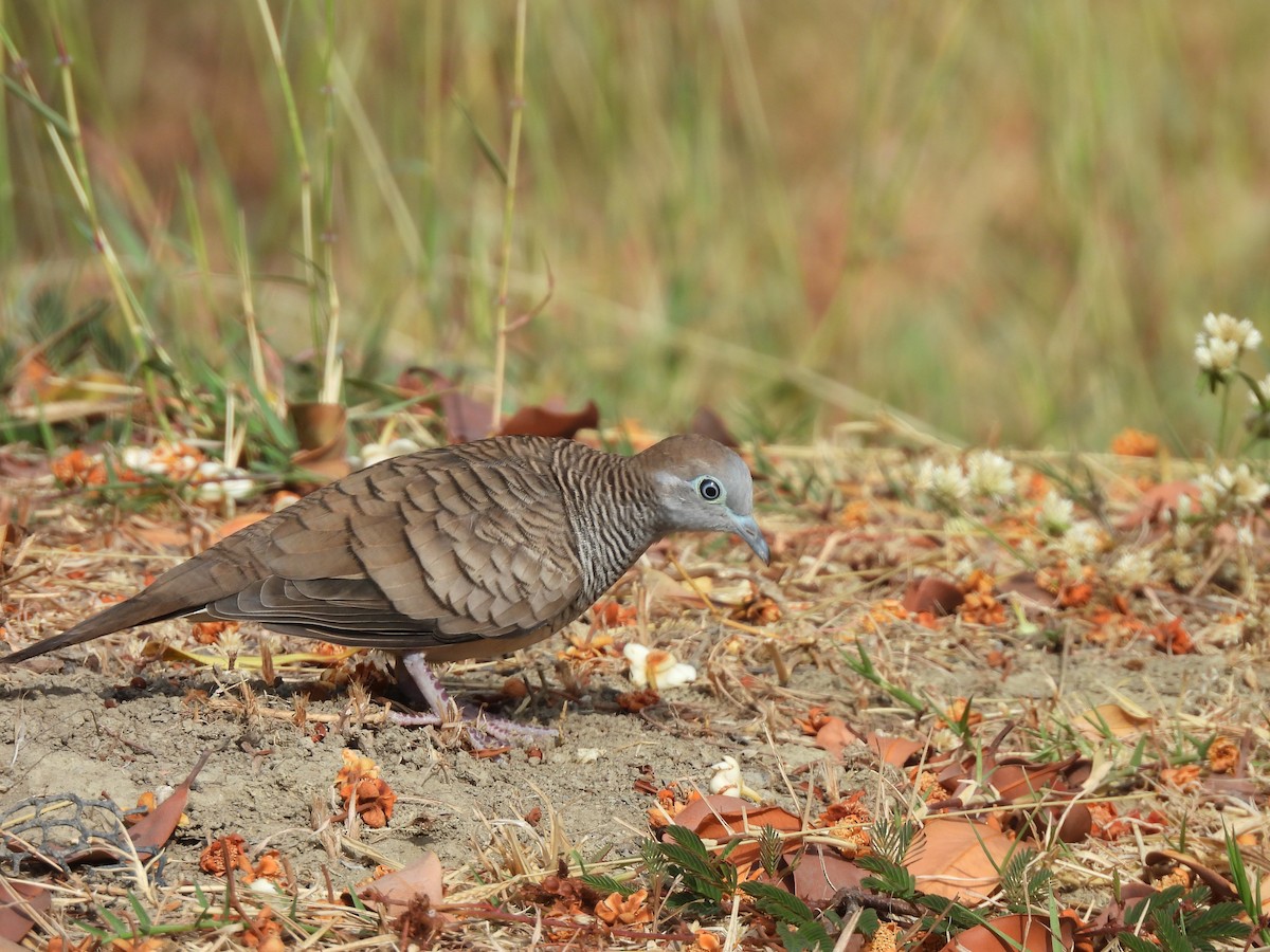 斑馬鳩 - ML627942566