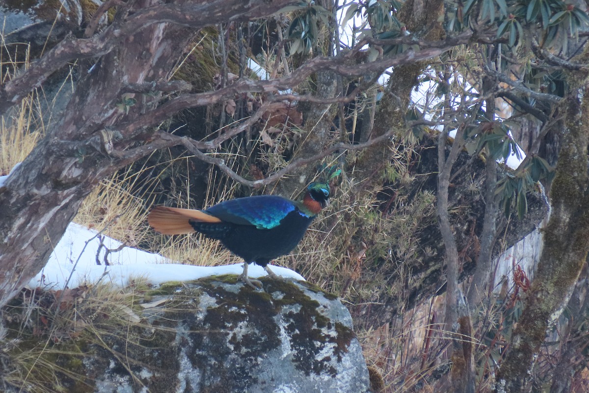 Himalayan Monal - ML627942577