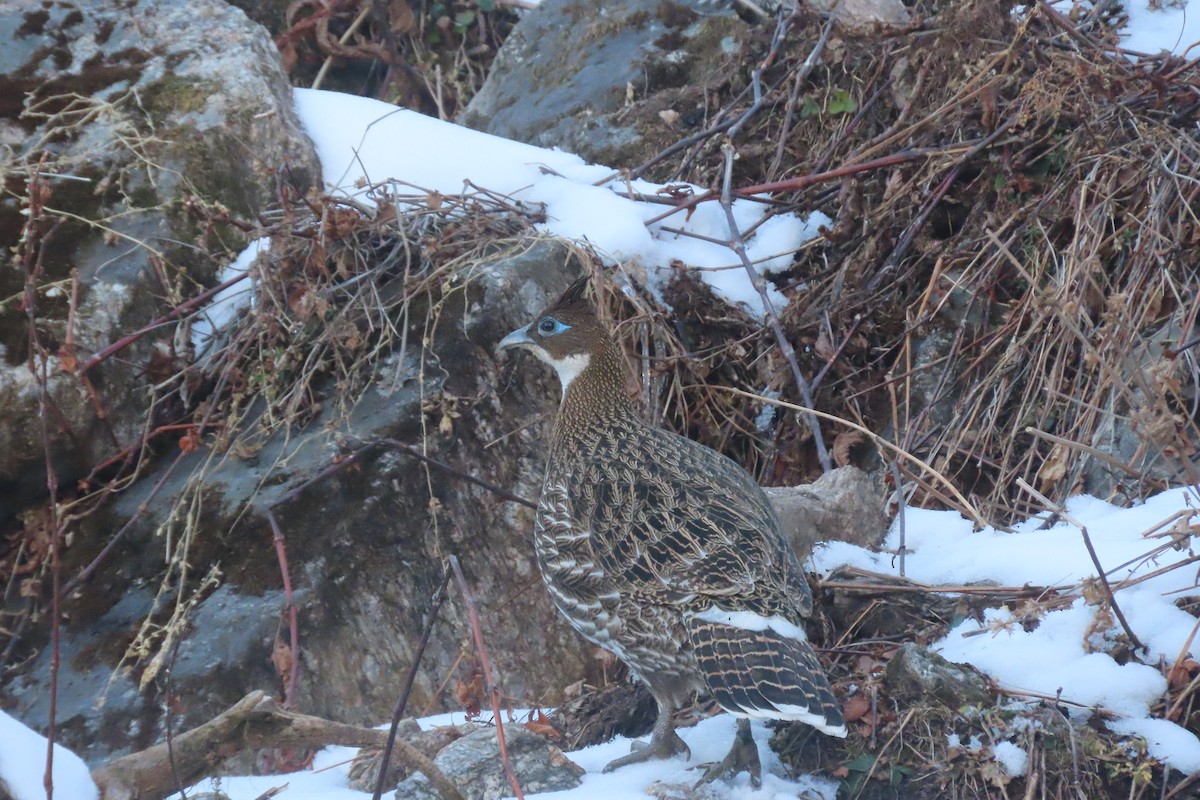 Himalayan Monal - ML627942582