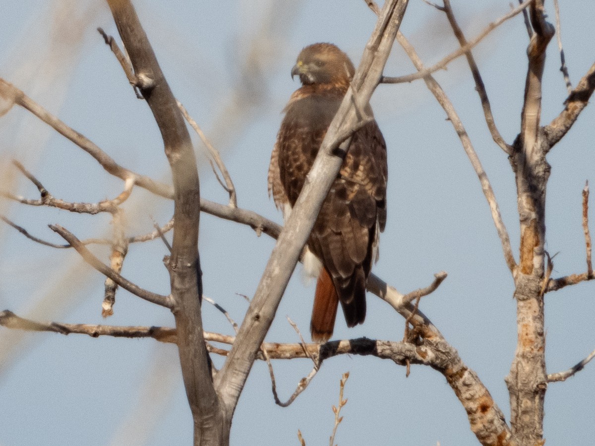 Red-tailed Hawk - ML627942609