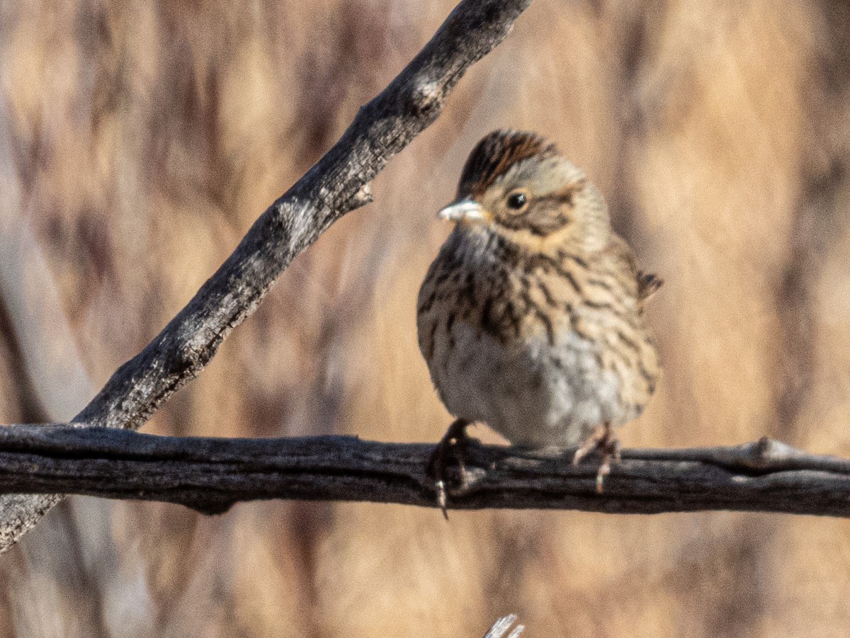 Lincoln's Sparrow - ML627942621