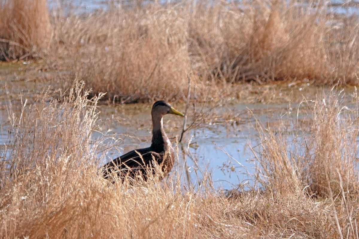 Mallard/Mexican Duck - ML627942670