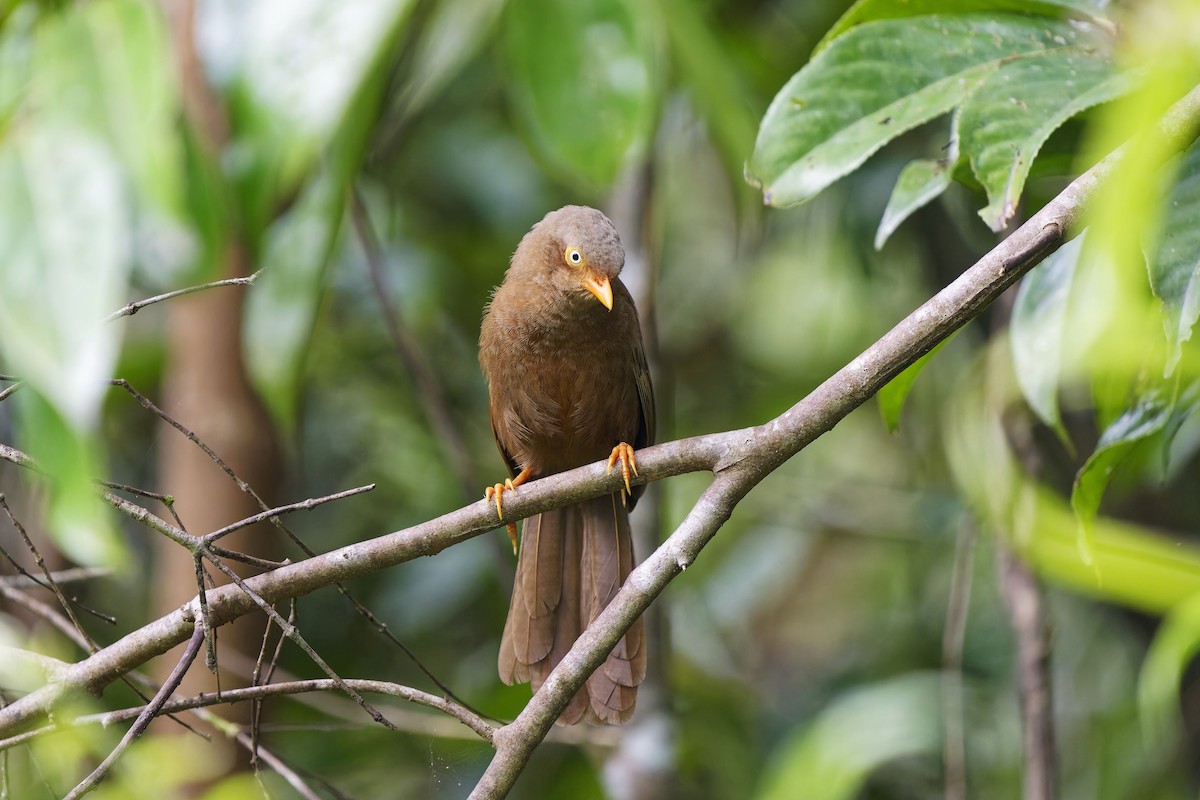 Orange-billed Babbler - ML627942744