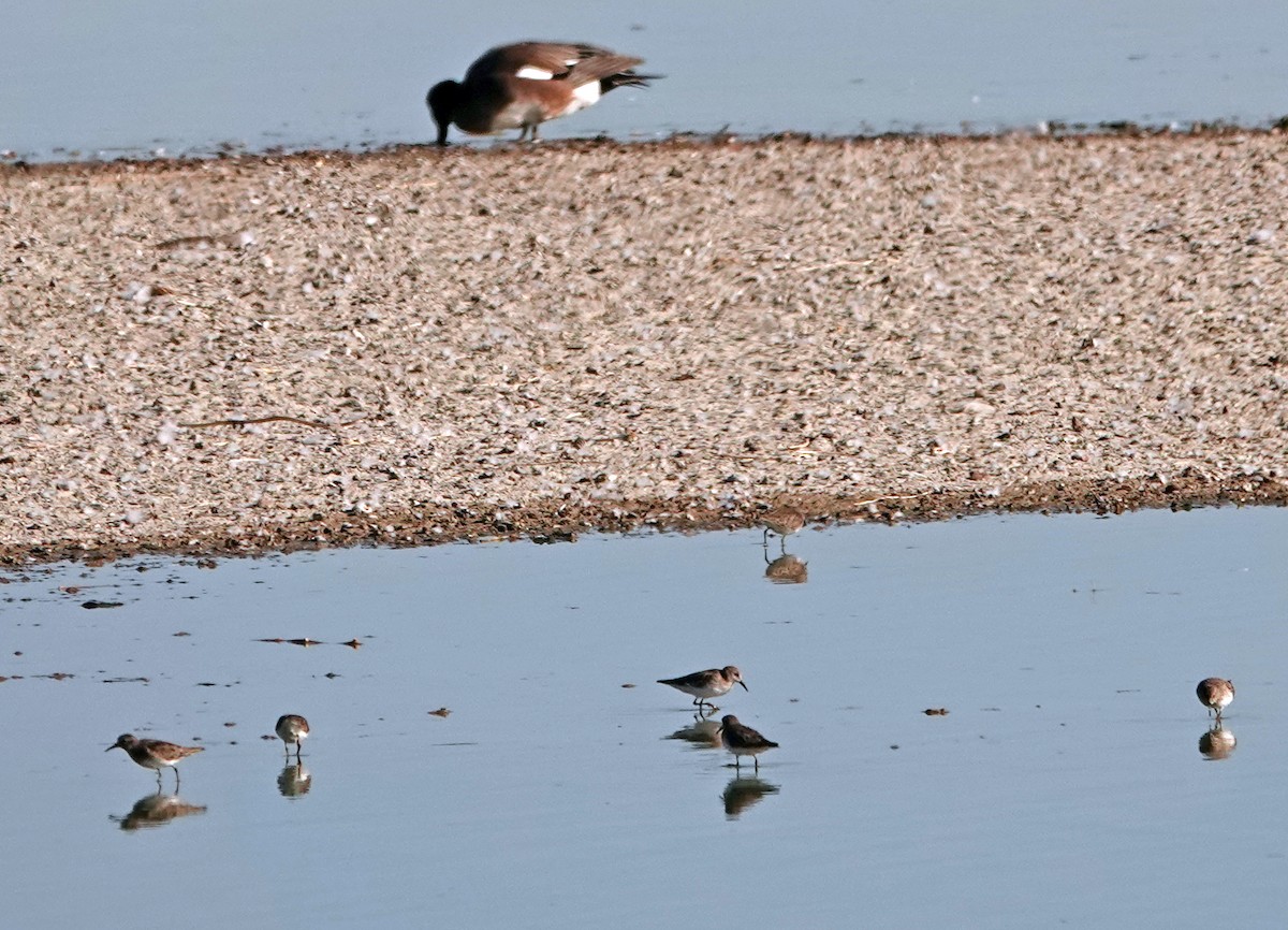 Least Sandpiper - ML627942765