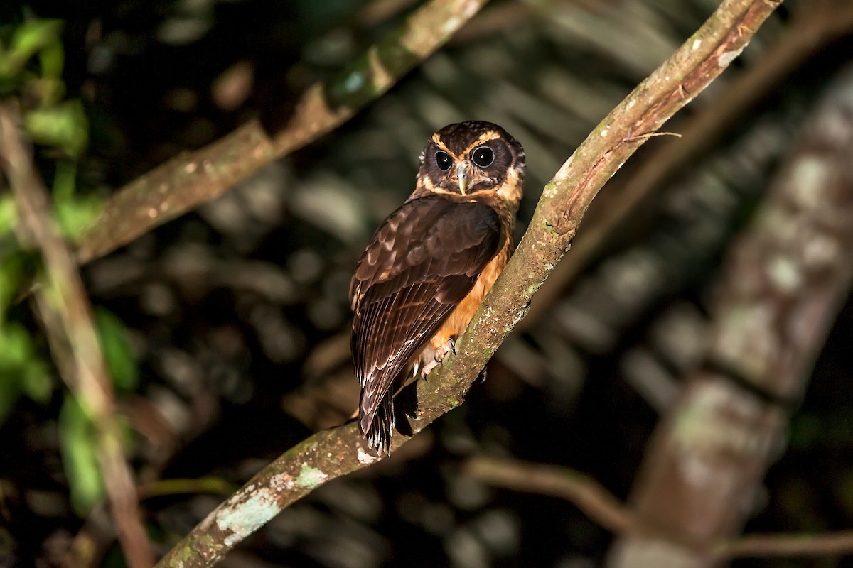 Tawny-browed Owl - Leonardo Merçon / Instituto Últimos Refúgios