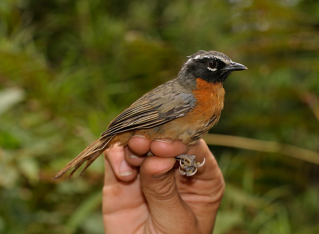 Black-eared Hemispingus - ML627942837