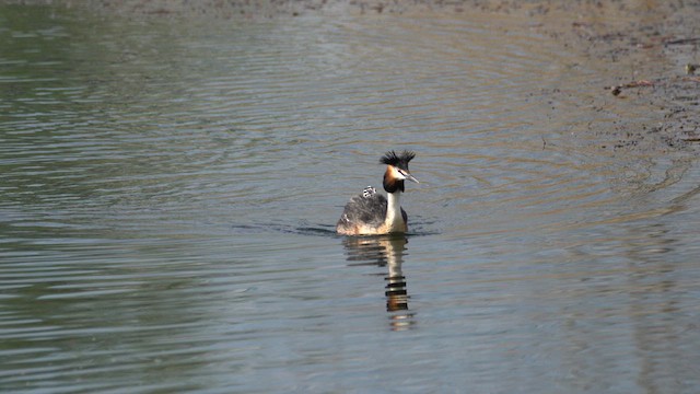 Great Crested Grebe - ML627942865