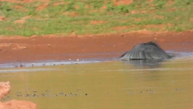 Black Heron - ML627942876