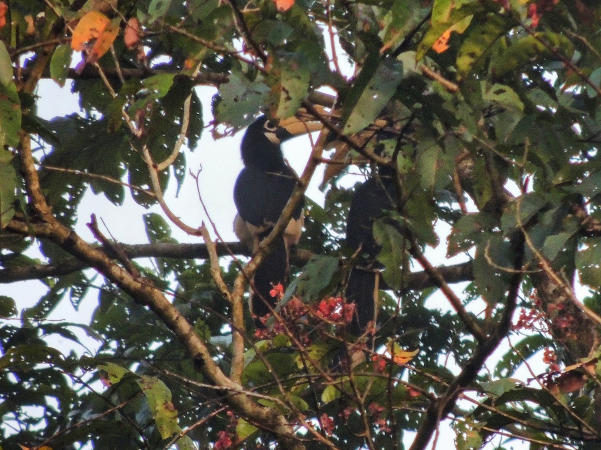 Malabar Pied-Hornbill - ML627942878