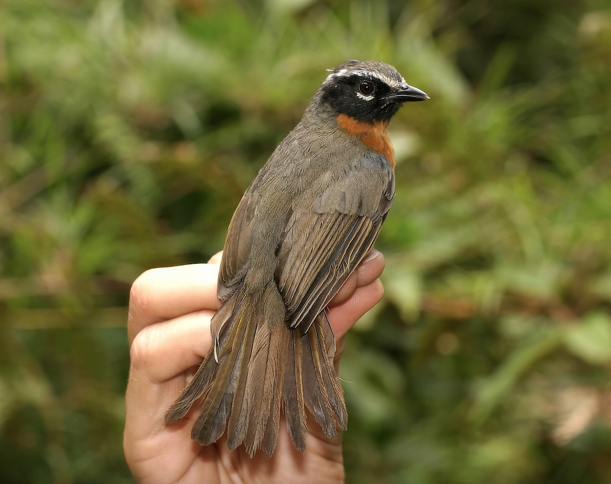 Black-eared Hemispingus - ML627942934