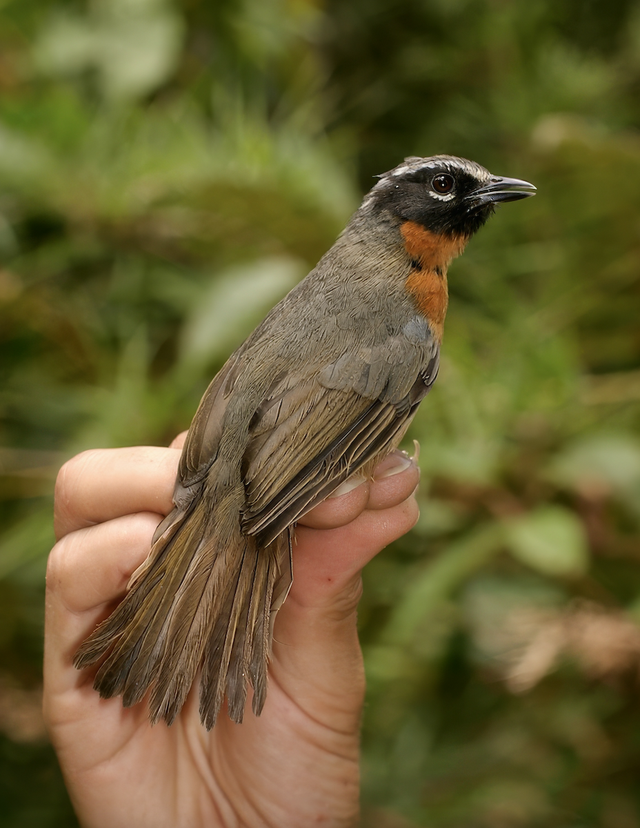 Black-eared Hemispingus - ML627942996