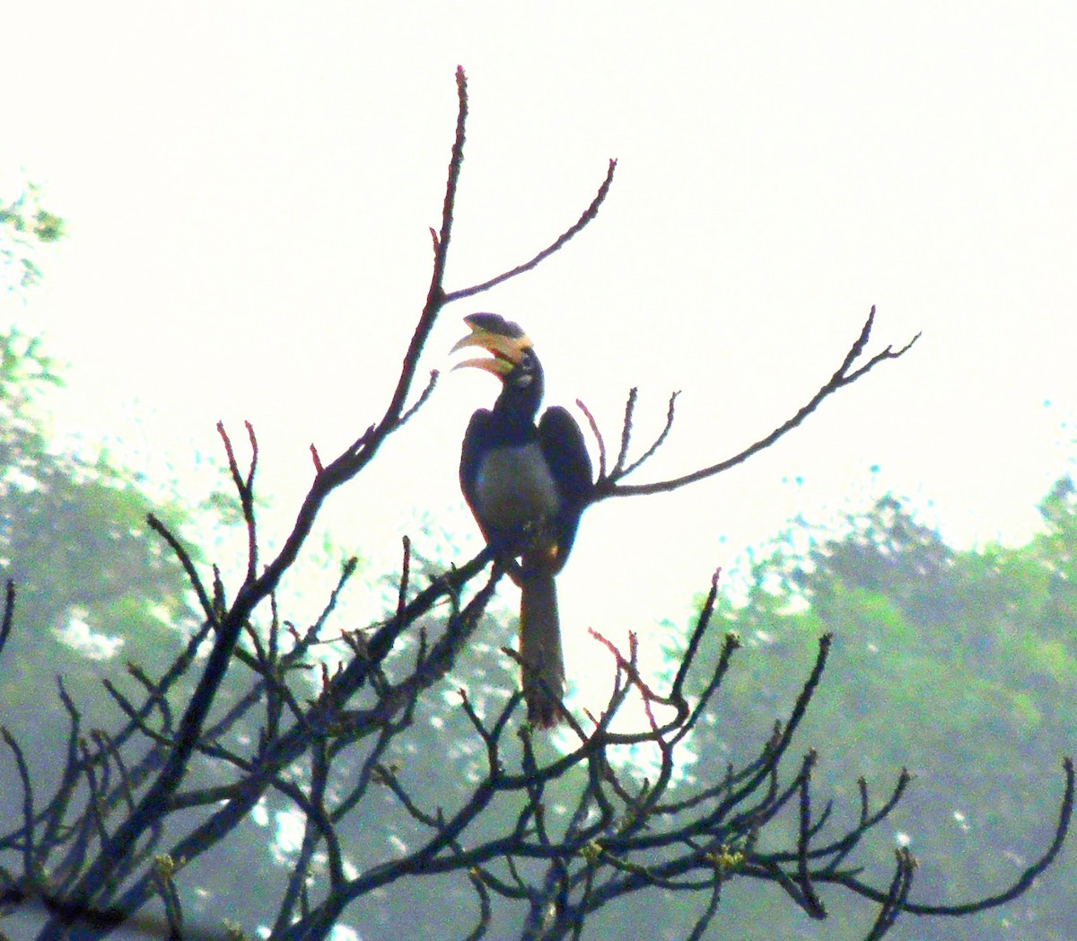 Malabar Pied-Hornbill - ML627943013