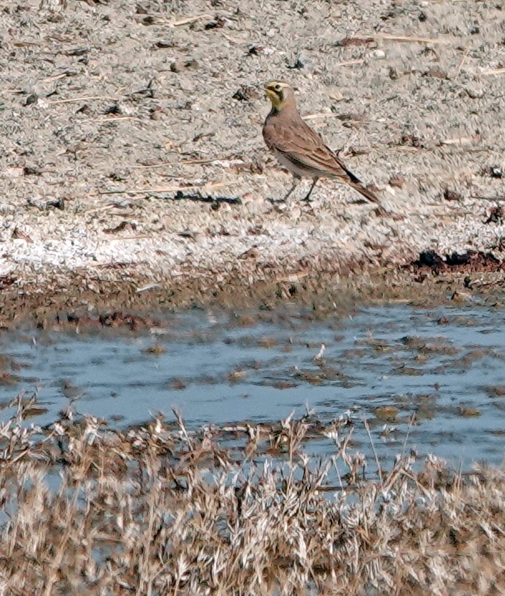 Horned Lark - ML627943018