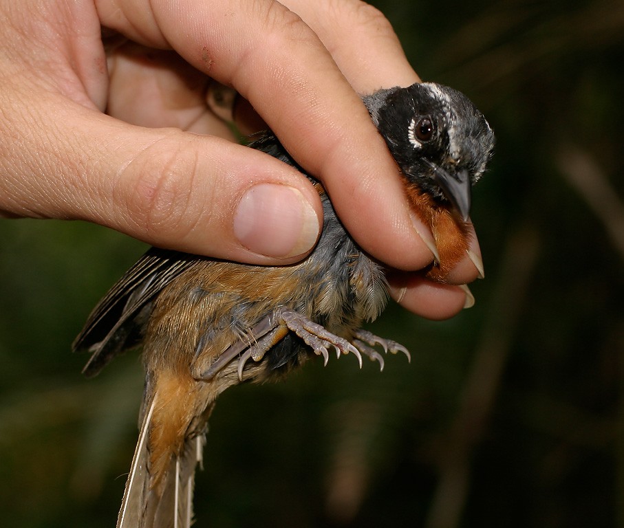 Black-eared Hemispingus - ML627943019