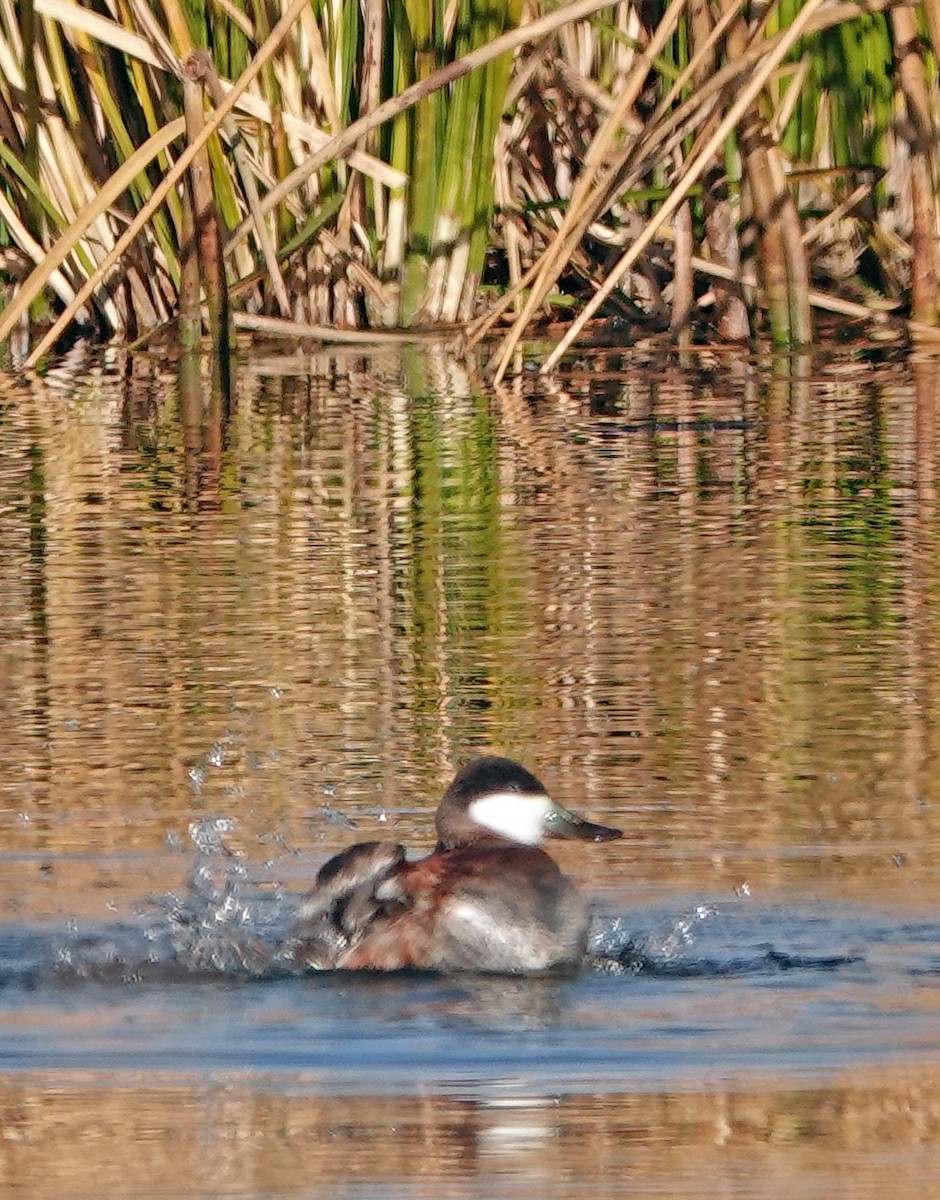 Ruddy Duck - ML627943342