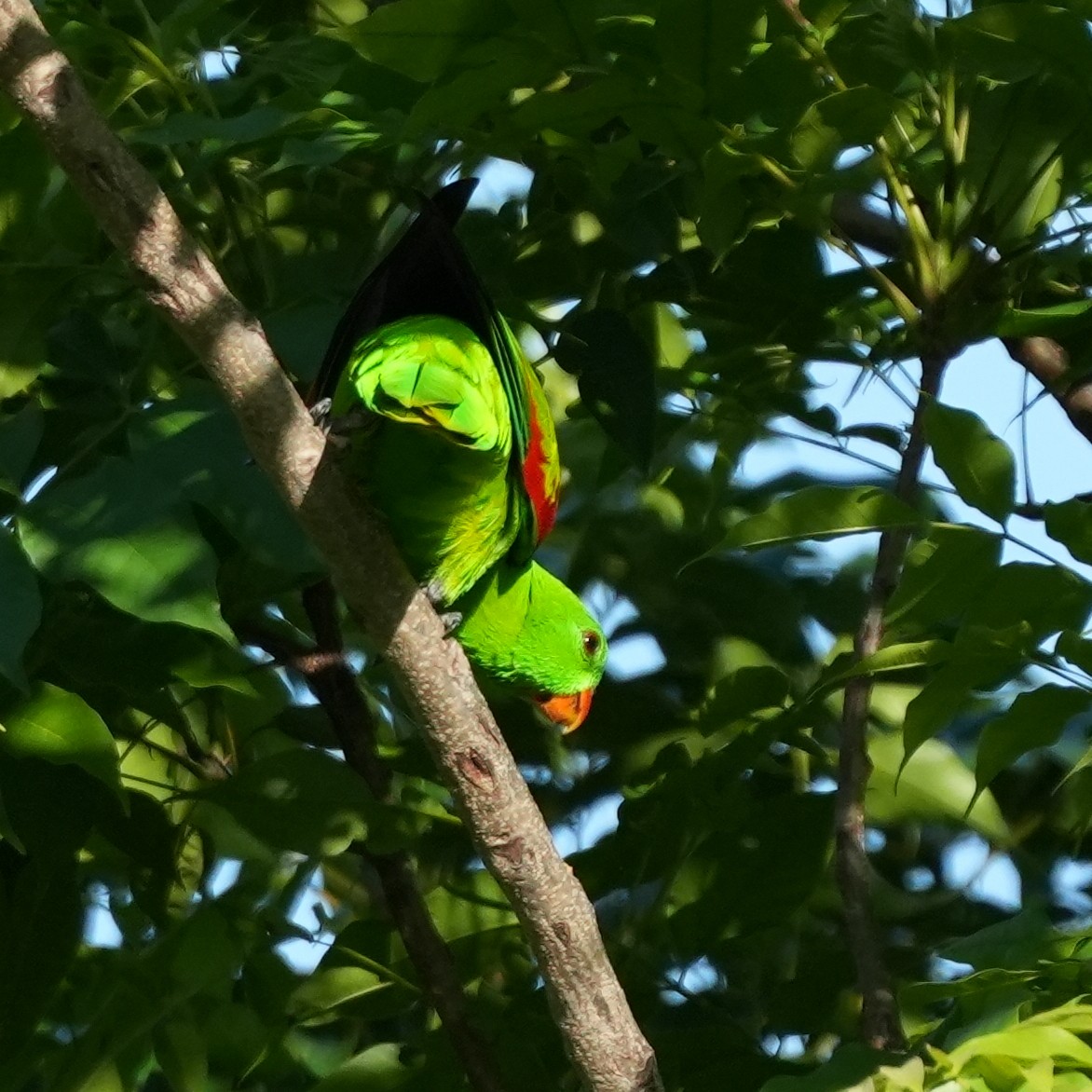 Olive-shouldered Parrot - ML627943372