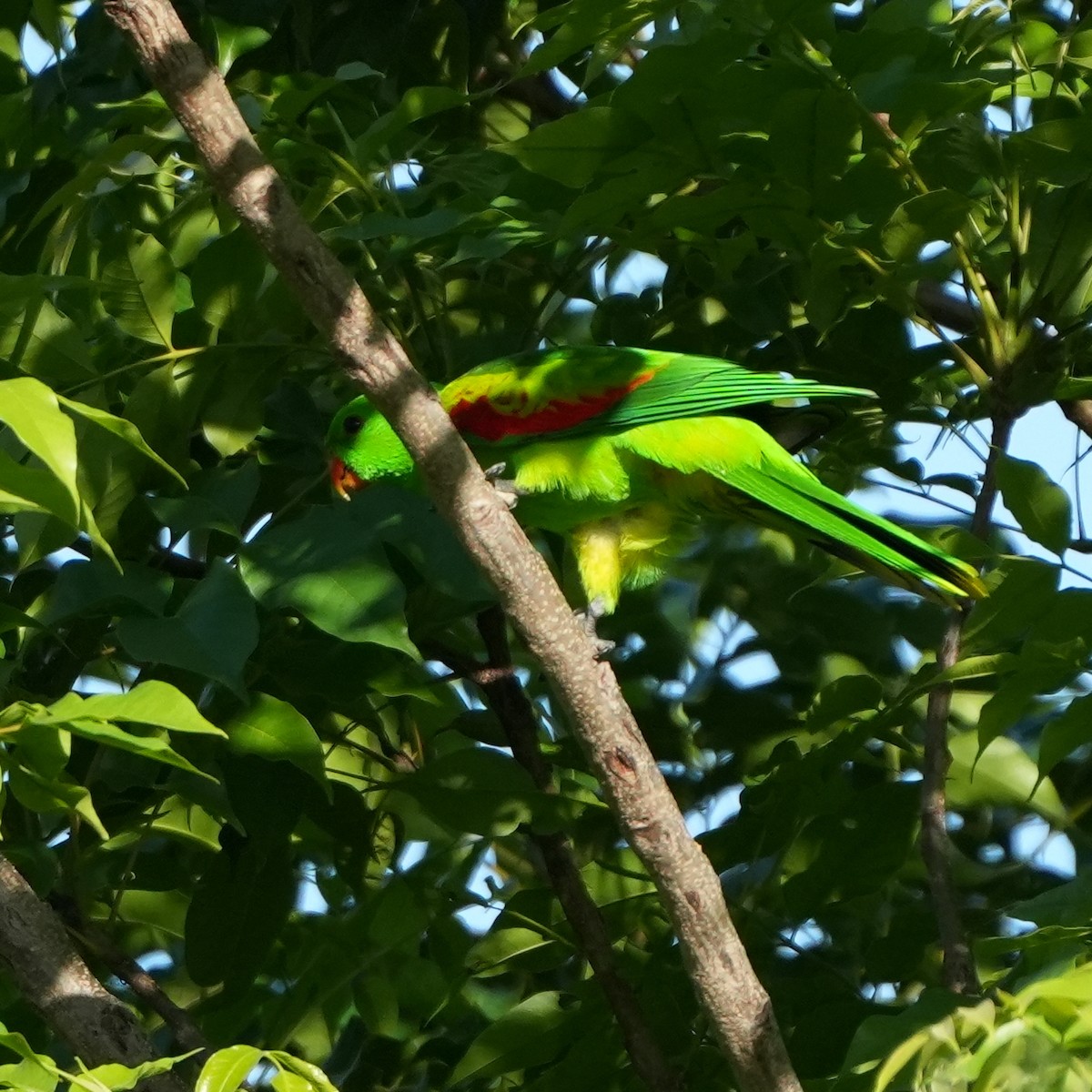 Olive-shouldered Parrot - ML627943373