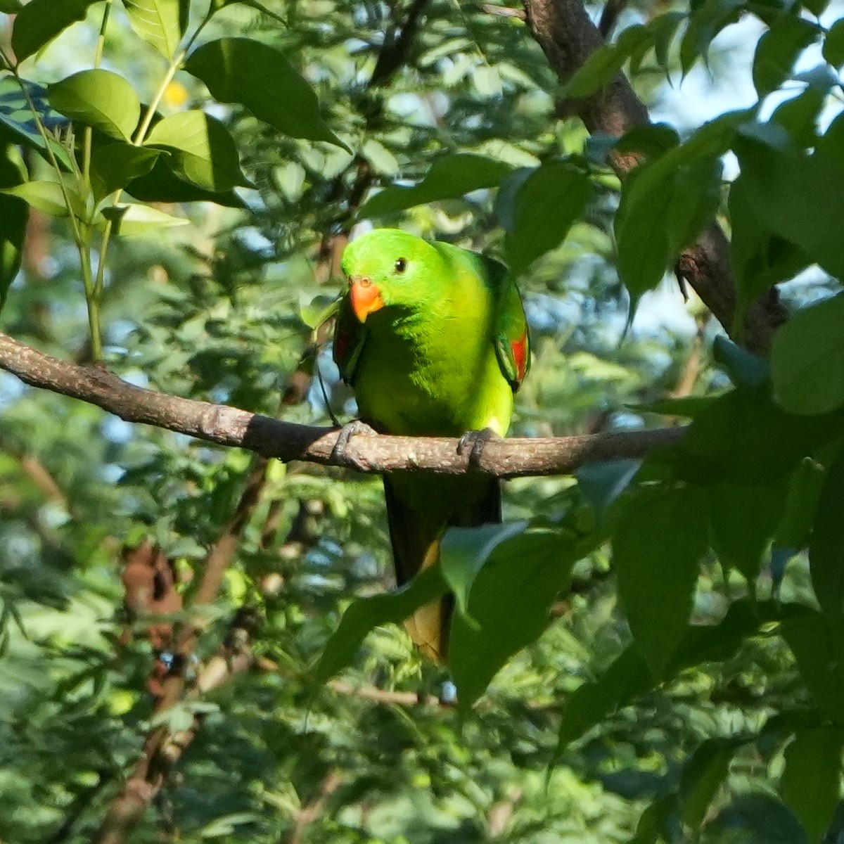 Olive-shouldered Parrot - ML627943374