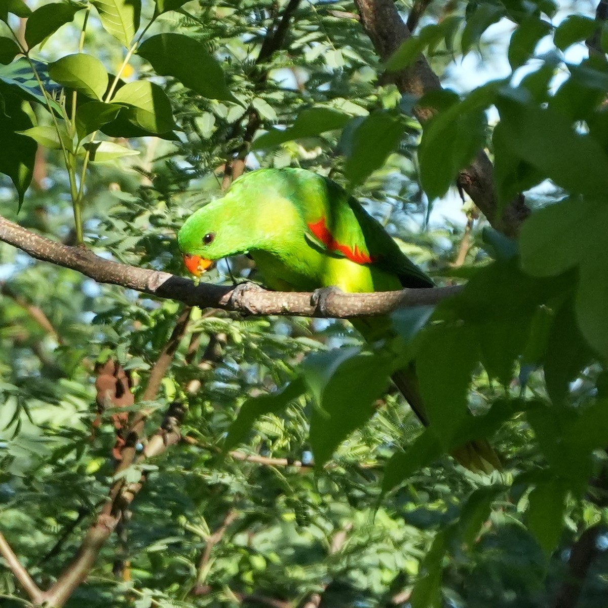 Olive-shouldered Parrot - ML627943375