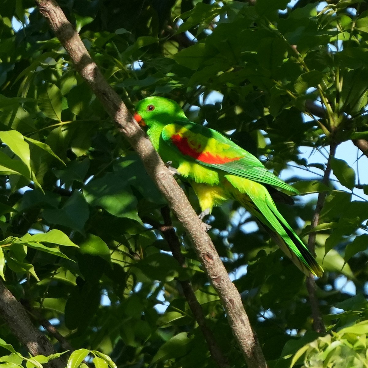 Olive-shouldered Parrot - ML627943376