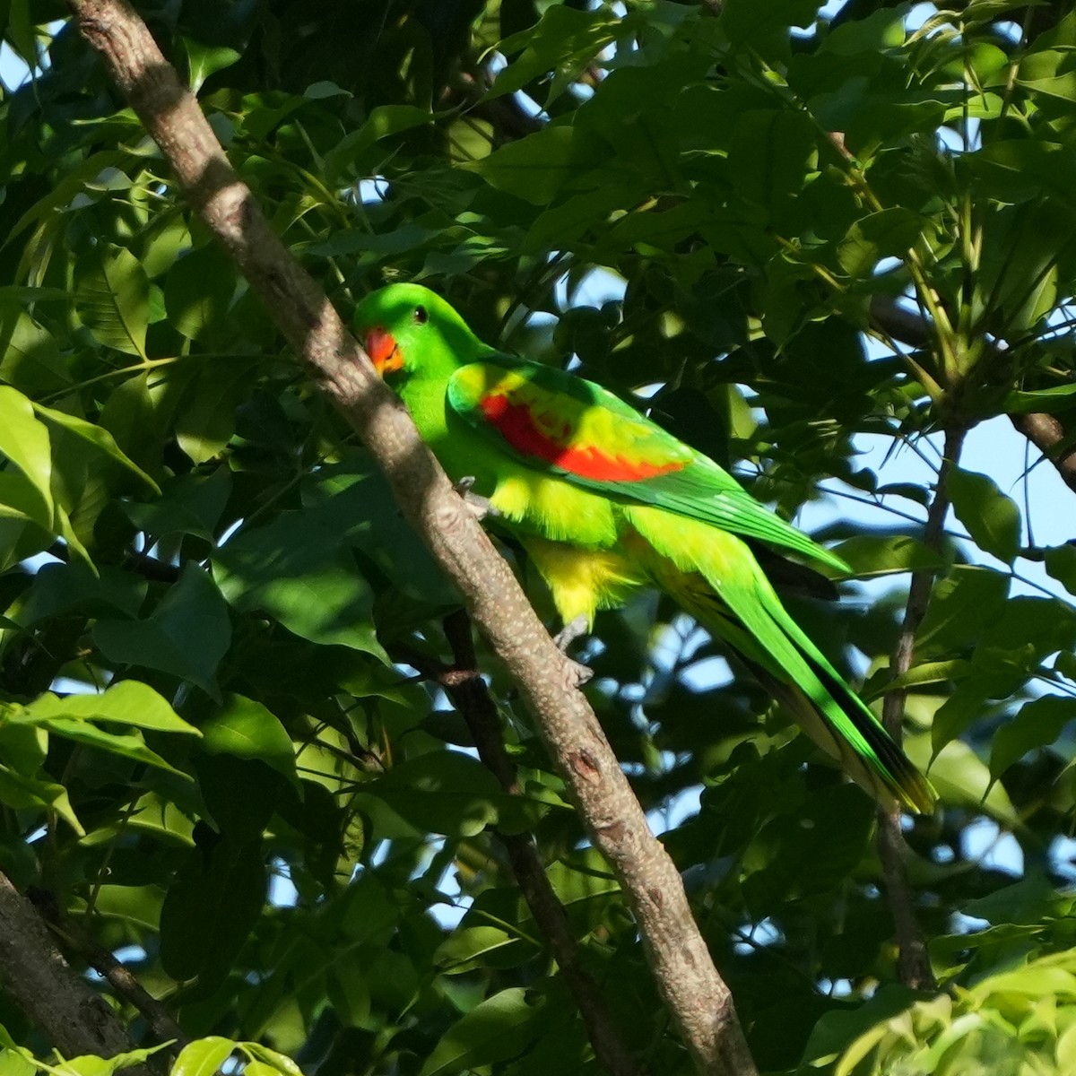 Olive-shouldered Parrot - ML627943377