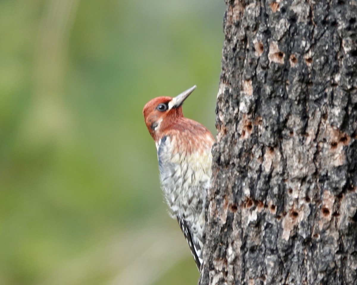 Red-breasted Sapsucker - ML627943426