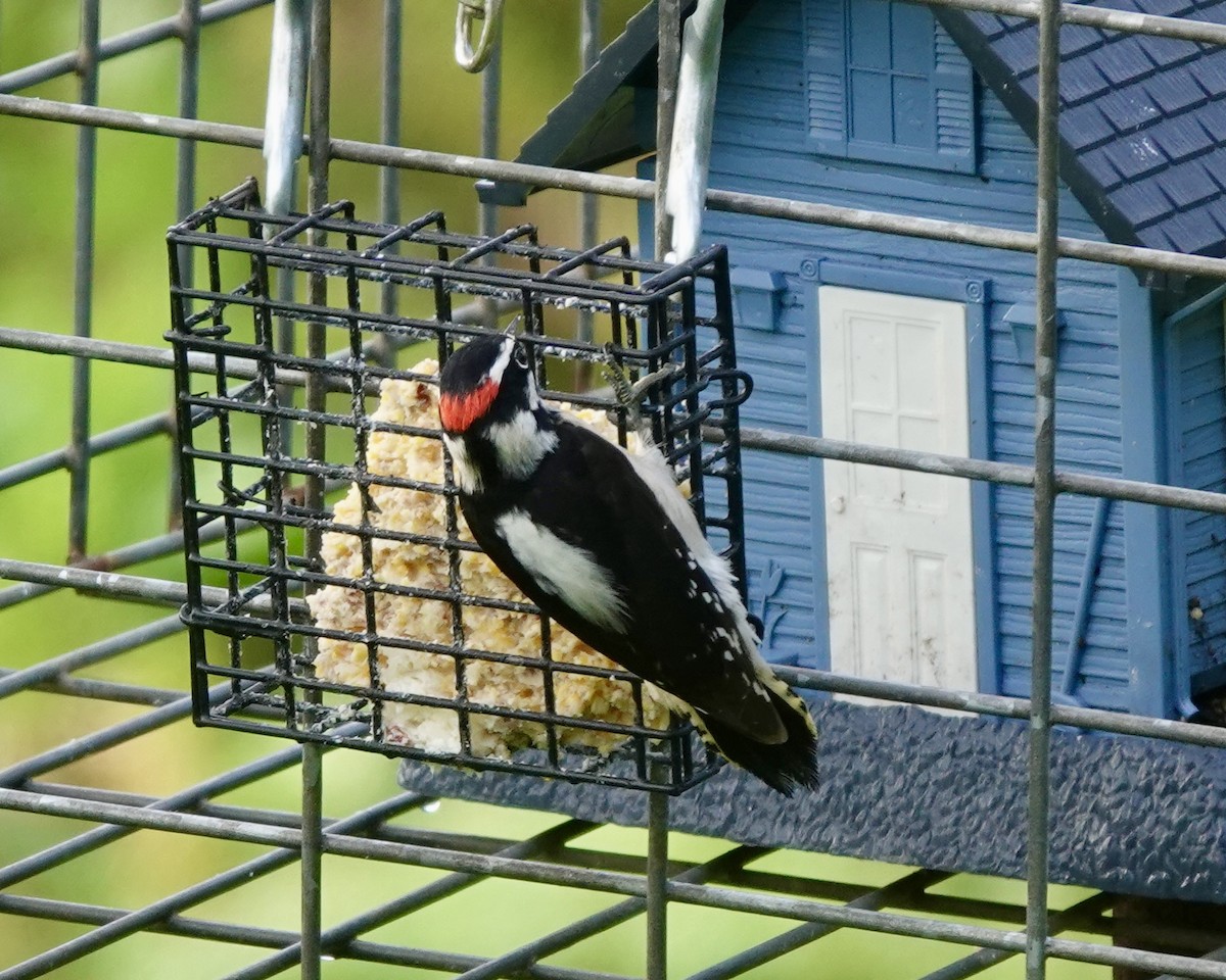 Downy Woodpecker - ML627943470