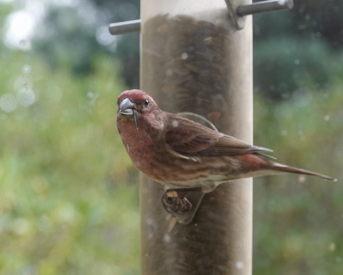 Purple Finch - ML627943706