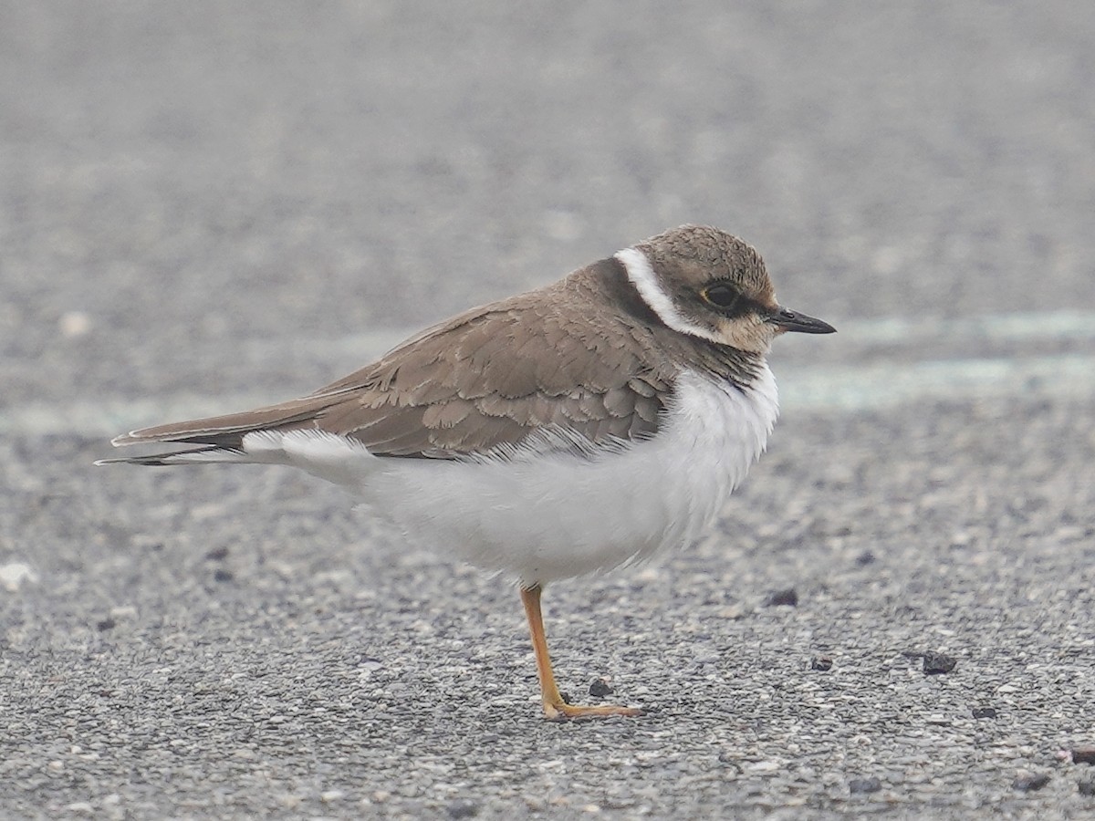 Little Ringed Plover - ML627943760