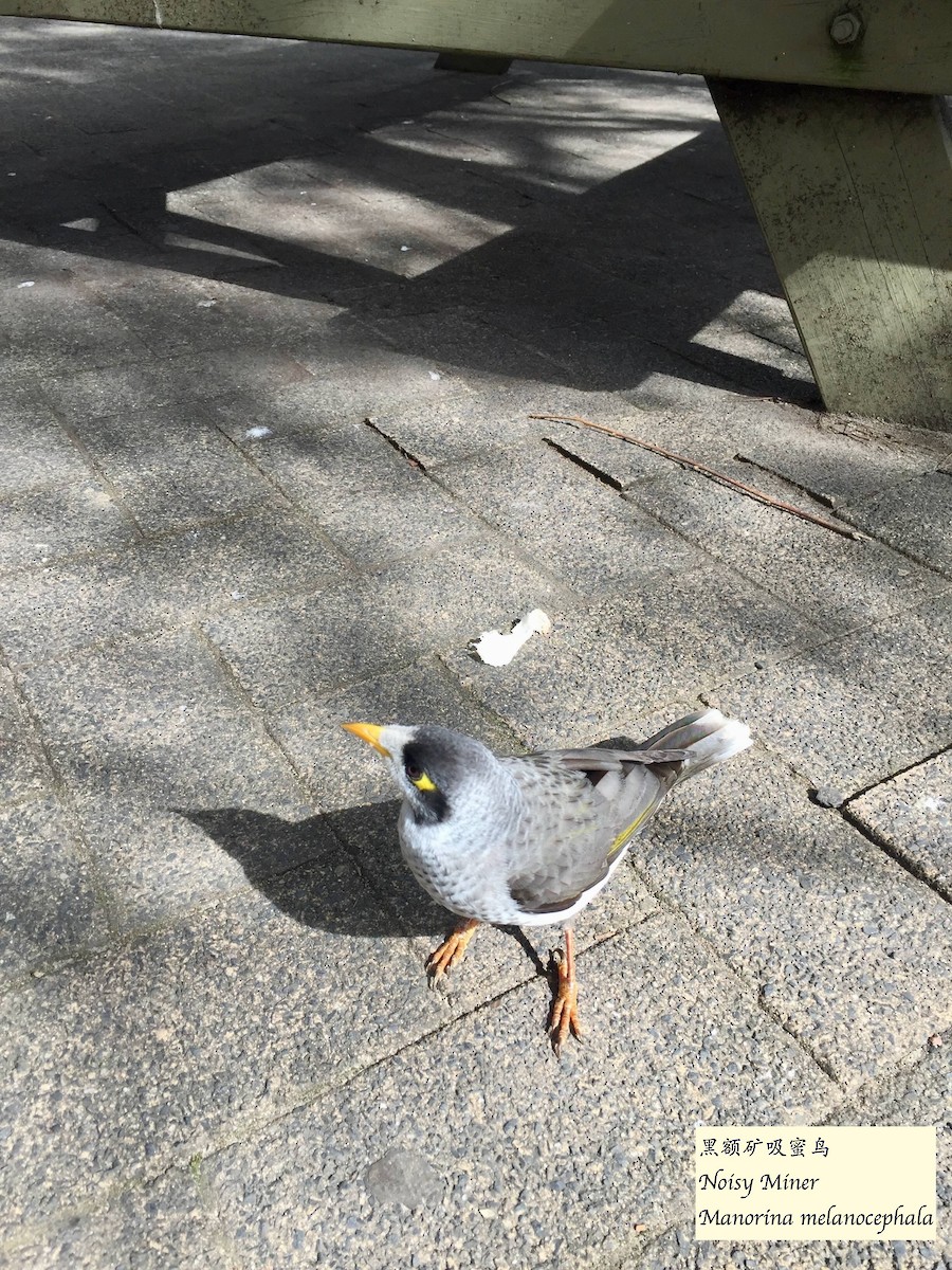 Bell Miner - ML627943775