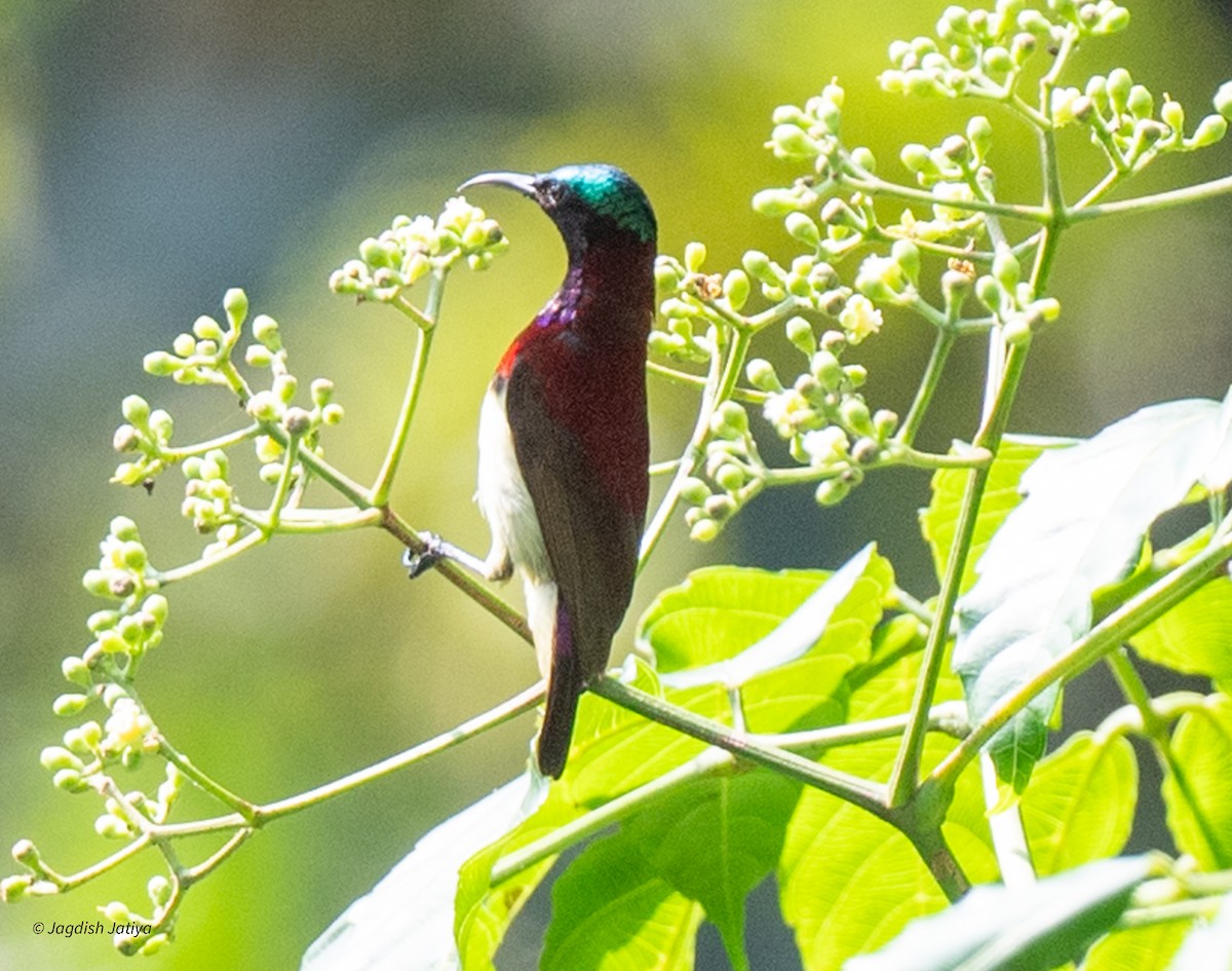 Crimson-backed Sunbird - ML627943823