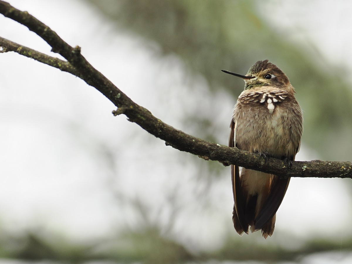 Purple-backed Sunbeam - ML627943830