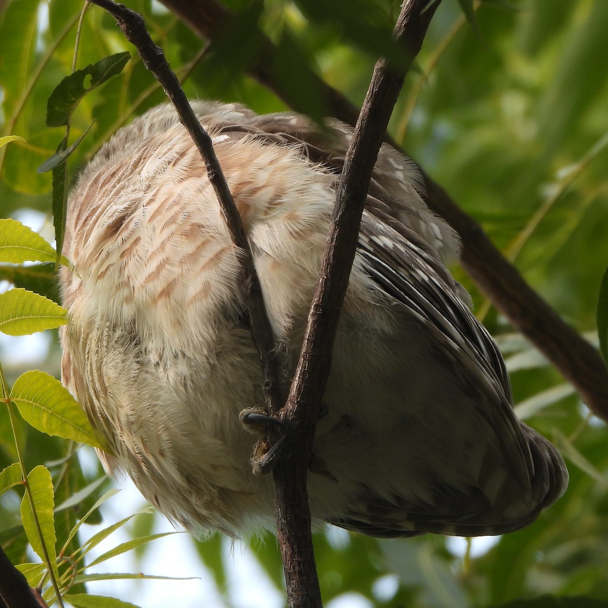 Spotted Owlet - ML627943939