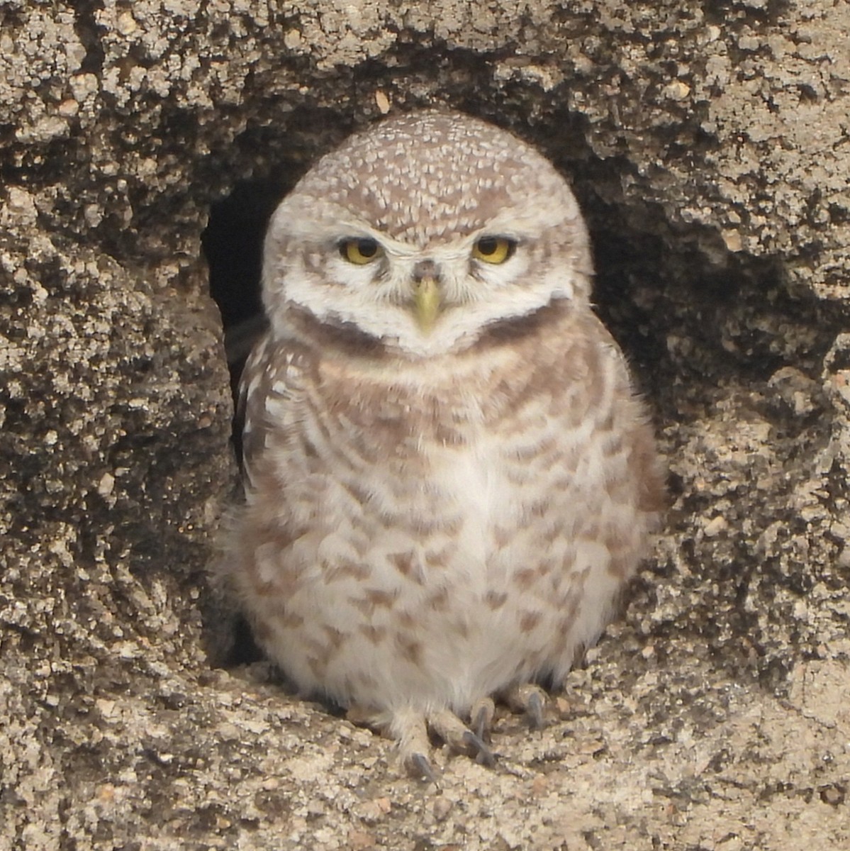 Spotted Owlet - ML627943940