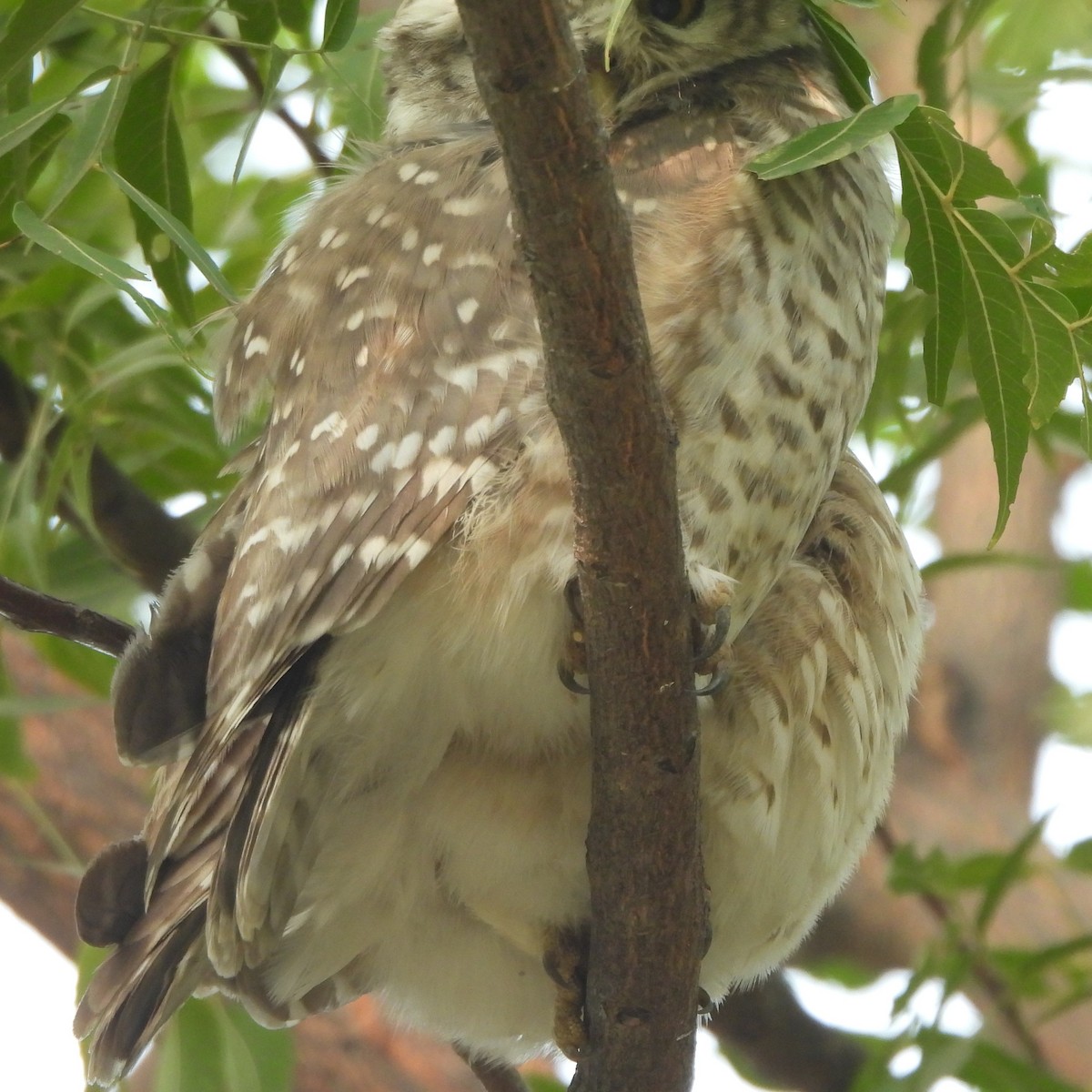 Spotted Owlet - ML627943941