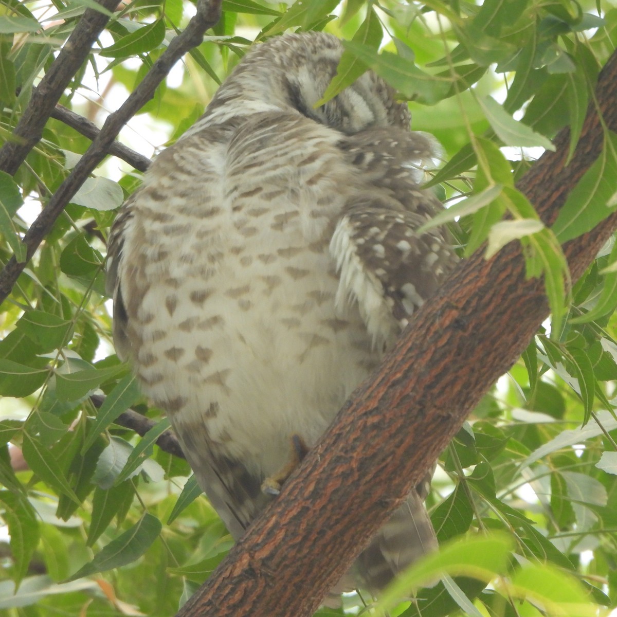 Spotted Owlet - ML627943942