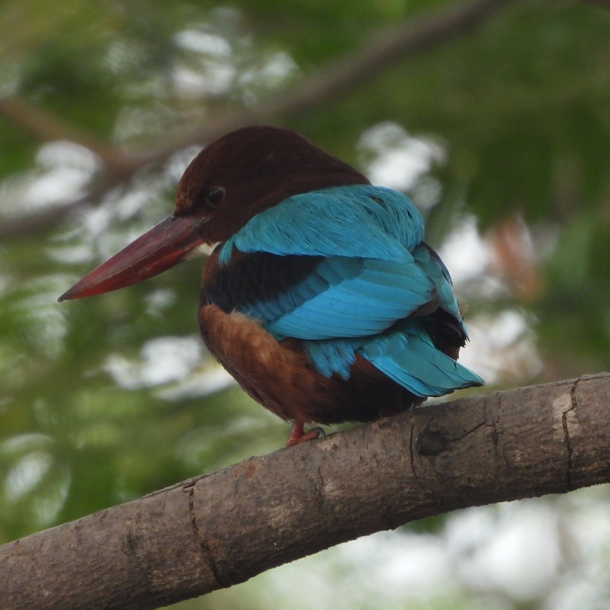 White-throated Kingfisher - ML627943943