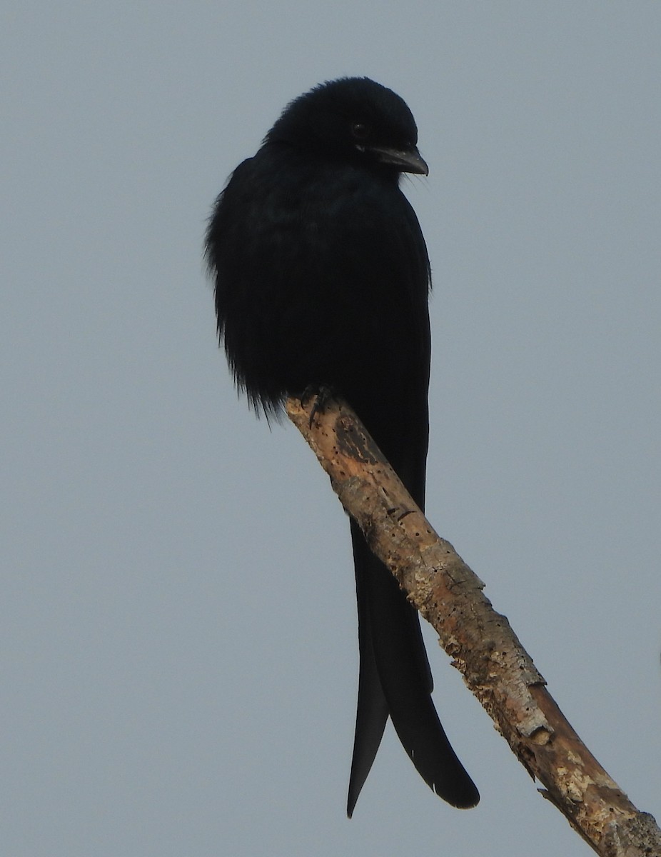 Black Drongo - ML627943946