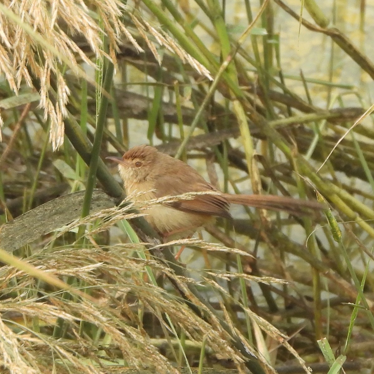 Plain Prinia - ML627943949