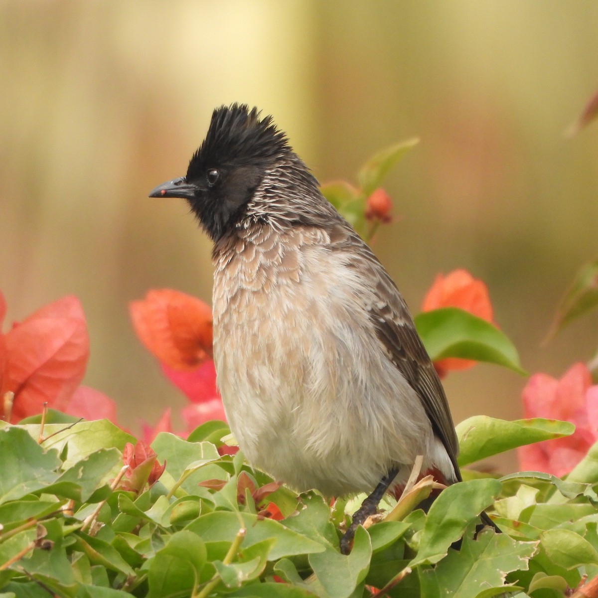 Red-vented Bulbul - ML627943952